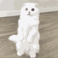 Cat Standing Cat Cute GIF - Cat Standing Cat Cute Cat GIFs
