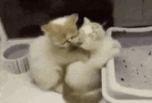 Massage Cat GIF - Massage Cat Kitten GIFs
