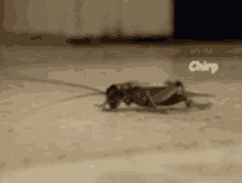 Chirp Cockroach GIF - Chirp Cockroach Insect GIFs