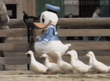 Patitos Donald Duck GIF - Patitos Donald Duck Duck GIFs