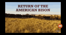 tatanka buffalo cool beans bison where the buffalo roam