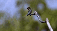 Ummm...Excuse Me.... GIF - Hummingbird Nature Birds GIFs