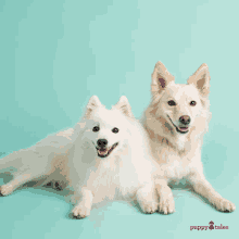 Puppytalesphotos Puppytales GIF - Puppytalesphotos Puppytales Photography GIFs