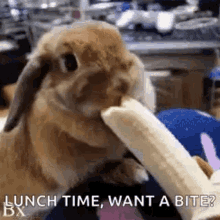Eating Pet GIF - Eating Pet Rabbit GIFs
