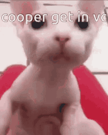 Cooper Bingus GIF - Cooper Bingus Vc GIFs