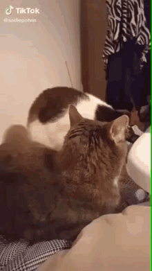 nom tik tok kitty cat cat biting