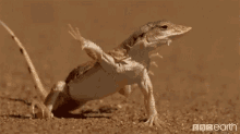 stretch lizard