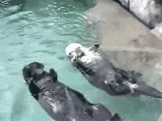 Holding Hands GIF - Holding Hands Otters Couple GIFs