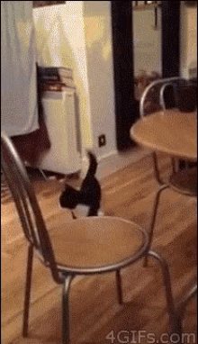 Hop Hop Hop Hop GIF - Hop Hopping Cat GIFs