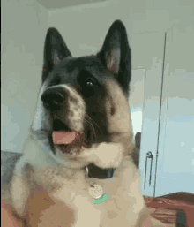 Confused Funny GIF - Confused Funny Animal GIFs
