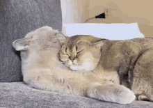 Cat Hug GIF - Cat Hug Cat Hug GIFs