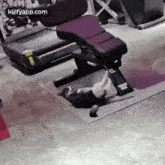 first day at gym cat pilli tom exercise first day at gym cat pilli tom exercise