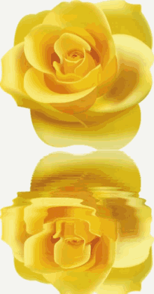 Miss You Rose GIF - Miss You Rose Yellow Flower GIFs