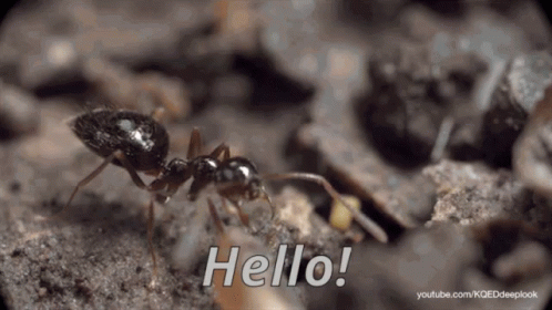 Hello Ant GIF - Hello Ant Hi GIFs