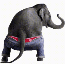 Twerking Dancing GIF - Twerking Dancing हाथी GIFs