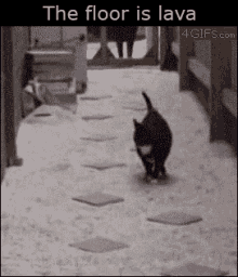 Cat Hop GIF - Cat Hop GIFs