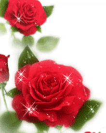 Red Roses Roses For You GIF - Red Roses Roses Roses For You GIFs