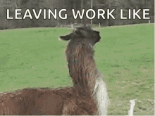 Fuck This Im Out GIF - Fuck This Im Out Llama GIFs