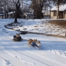 Dogs Winter GIF - Dogs Winter Snow Storm GIFs