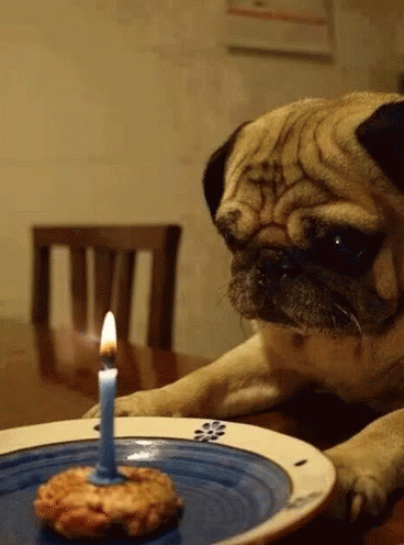 pug happy birthday