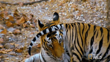 Grooming Tiger Meet The Tiger Family GIF - Grooming Tiger Meet The Tiger Family Nat Geo Wild GIFs