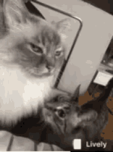 Cat Funny GIF - Cat Funny Animals GIFs