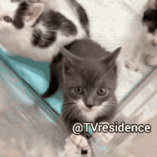 Tvresidence Cats GIF - Tvresidence Cats Kitten GIFs