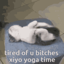 Xiyo Xiyo Kitty GIF - Xiyo Xiyo Kitty Xiyo Yoga GIFs