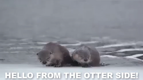 nat-geo-otter.gif