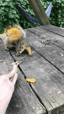 squirrel cavanawesome handfeed feedingsquirrel animal squirrel cavanawesome handfeed feedingsquirrel animal