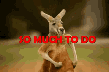 So Much To Do Kangaroo GIF - So Much To Do Kangaroo GIFs