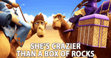 Shes Crazier Than A Box Of Rocks Shes Nuts GIF - Shes Crazier Than A Box Of Rocks Shes Nuts Shes Insane GIFs