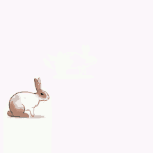run nyoom nwoom bunny bunnies
