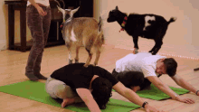 goat goats animal goat yoga lol