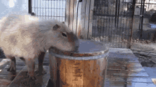 Capybara Bucket GIF - Capybara Bucket Sit GIFs