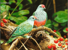 Doves Bird GIF - Doves Bird Fruit GIFs