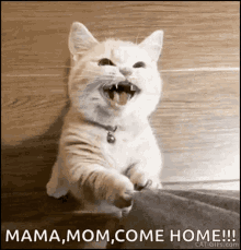Annoyed Cat GIF - Annoyed Cat Give GIFs