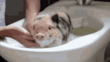 Bathing Pig GIF - Bathing Pig Calm GIFs