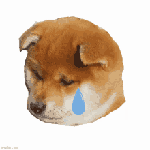 Sad Sad Puppy GIF - Sad Sad Puppy Sad Puppy Face GIFs
