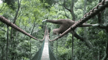 Gibbon Monkey GIF - Gibbon Monkey Bridge GIFs