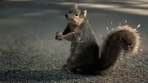 Squirrel War GIF - Squirrel War Dn GIFs