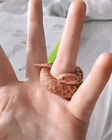Snake Ring GIF - Snake Ring Snake Ring GIFs