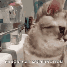 Error: Cat Malfunction GIF - Malfunction Cat Malfunction Error GIFs