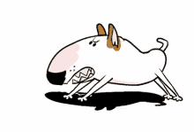 rafael mantesso jimmychoo jimmy the bull bully bull terrier rafael mantesso jimmychoo jimmy the bull bully bull terrier