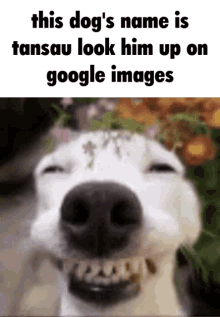 Dog Tansau GIF - Dog Tansau Troll GIFs