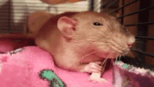 Rat Clenches Fist Of Rage Gif Rat Clenches Fist Of Rage Rat Clench Discover Share Gifs