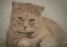 Ağlayan Kedi GIF - Aglayan Kedi Aglamak GIFs