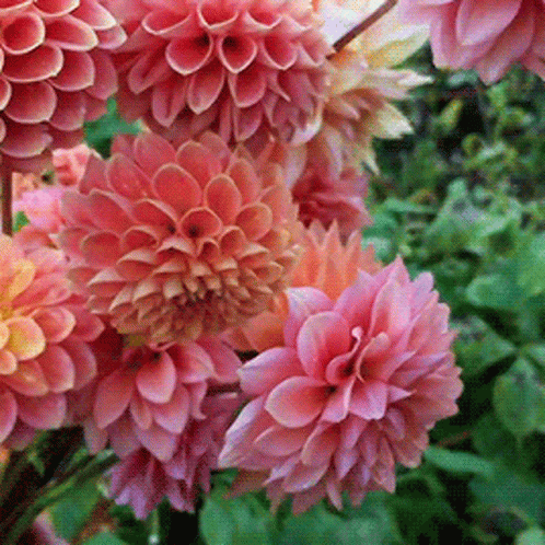 Flowers Pretty GIF - Flowers Pretty - Discover & Share GIFs