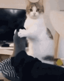 Chiki Cat Cat Beg GIF - Chiki Cat Cat Beg Begging GIFs