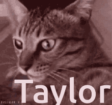 Cat Spin GIF - Cat Spin Taylor GIFs